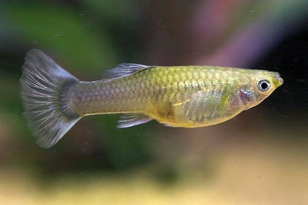 Female Feeder Guppies-Apparently the Picture Doesn't Show for You-Search up Online for Pictures