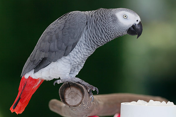 Жако, или серый попугай (Psittacus erithacus)