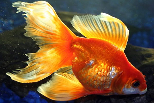 Золотая рыбка фото картинки красивые
