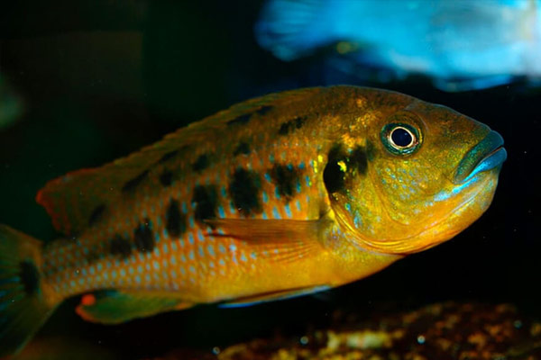 Псевдотрофеус Вильямса (Pseudotropheus williamsi) 5-6 см купить за 151 ...