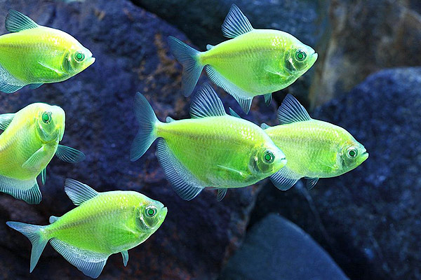 зеленые аквариумные рыбки