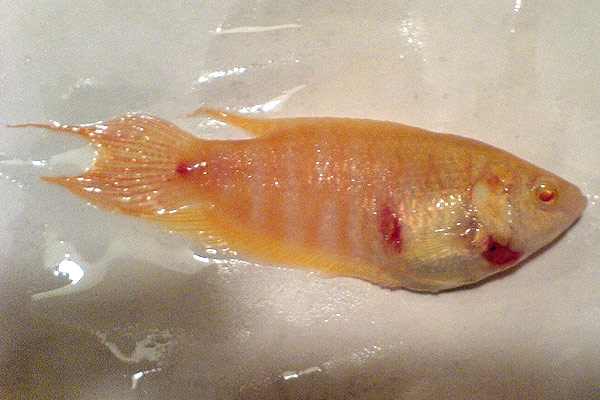 Самые распространённые болезни аквариумных рыб и их лечение