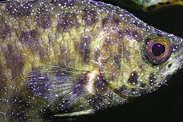 Признаки болезни аквариумных рыбок внешнии с фото