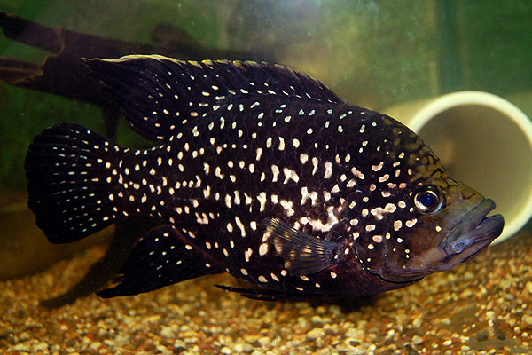 Аквариумная рыбка 6 сканворд. Паратиляпия звёздчатая. Паратиляпия поллени. Цихлида паратиляпия Поллена. Черная пятнистая рыбка аквариумная.